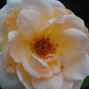 Meet your Posher, Sherri